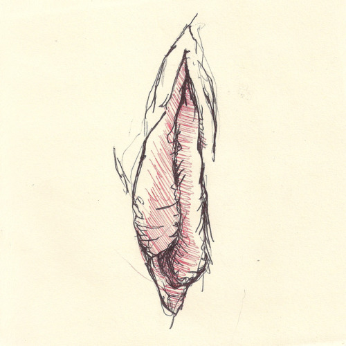 metakinky: Studies of the female genitalia.Black and red pen on paper. 