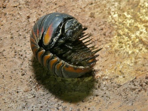 end0skeletal-undead:Pill millipedes are any members of two living (and one extinct) orders of millip