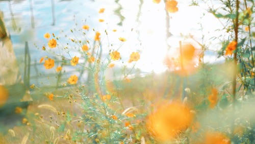 The Brilliance Of Golden Cosmos