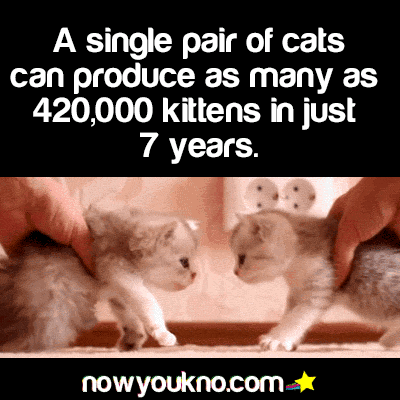 nowyoukno:nowyoukno more about cats.