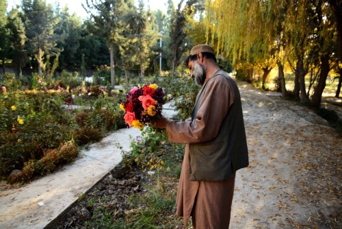 everythingcentralasia:A gardener picks a bouquet of flowers. Arghandab River Valley. Afghanistan. No