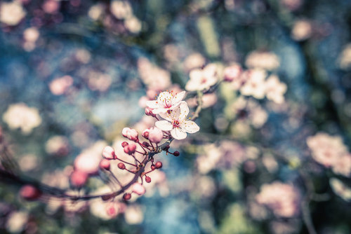 floralls:by Ryan MahoneyFacebook | Website | Pintrest | 500px