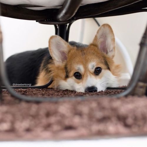If I hide under this chair here, Monday won’t find me right? #ItsMonaTime #ToHide www.