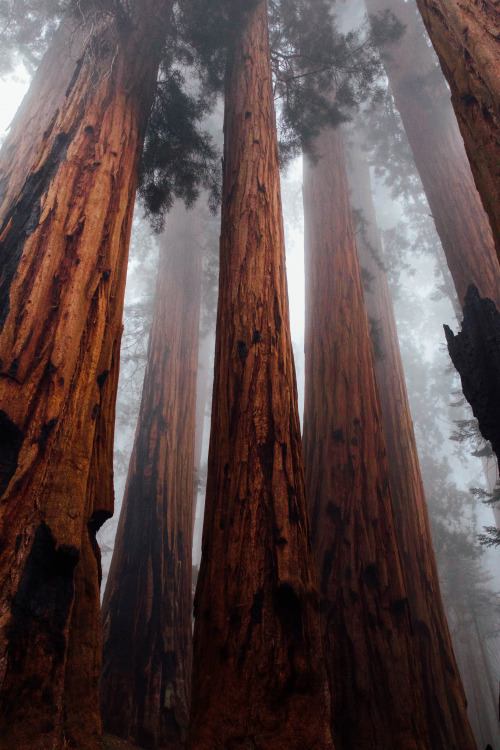 lsleofskye:  worm’s eye | Victoria PalaciosLocation: Sequoia National Forest, California, USA