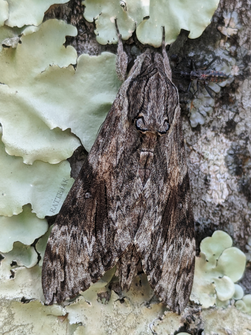 Porn photo rattyexplores:  Lepidoptera study - 05/01/21