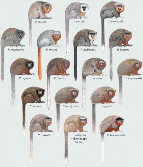 Titi monkeys are the most species-rich group of primates. Titis are found only in South America, pre