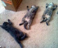 awwww-cute:  5 minutes ago they were chasing the laser 