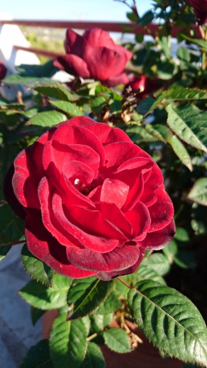 bloomsandfoliage:Deep red rose porn pictures