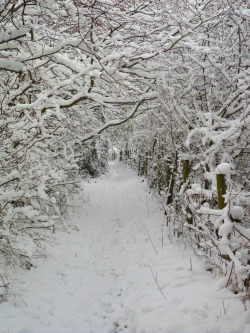 vwcampervan-aldridge:  Snowy Tunnel of trees,