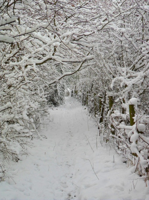 vwcampervan-aldridge:  Snowy Tunnel of trees, adult photos