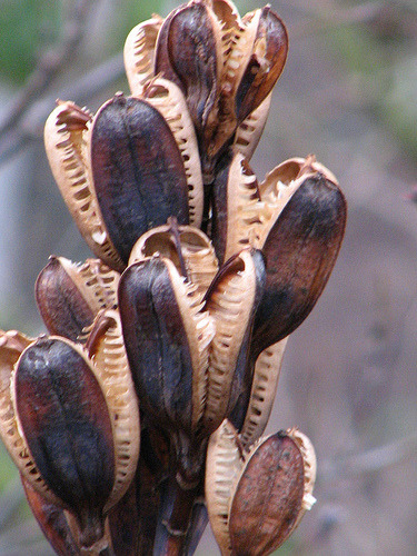 sixpenceee:  The creepy looking plants are actually the seed pods of the Giant Himalayan