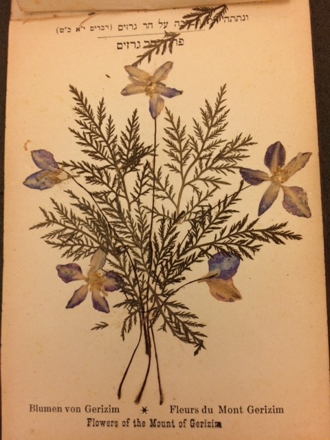 Some very lovely (but very dry &amp; dead) flowers for you. Flowers of the Holy Land contains pr