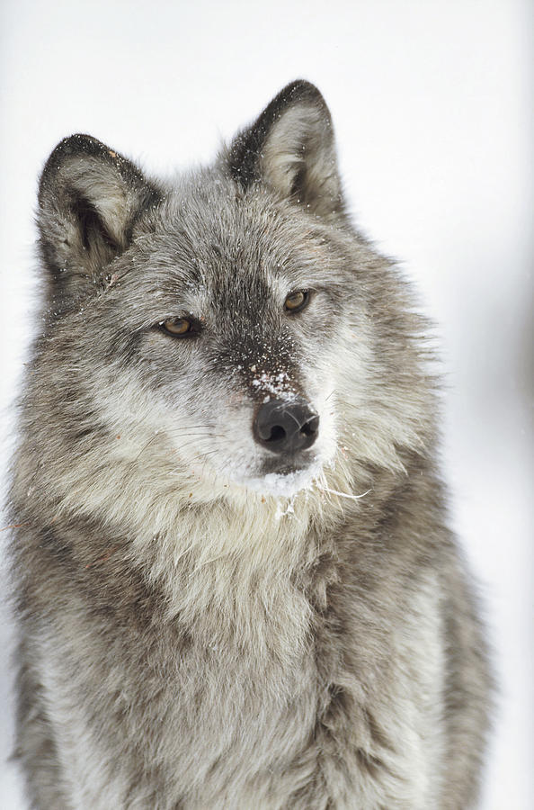jack-the-lion:  beautiful-wildlife:  Timber Wolf Portrait by Tim Fitzharris  “Are