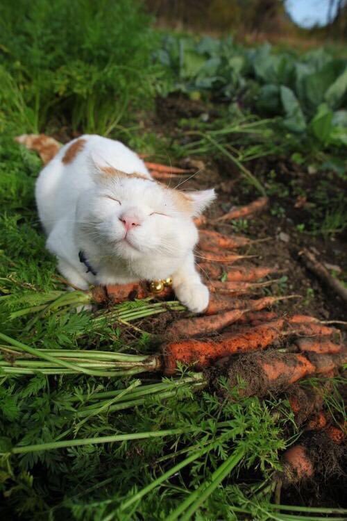 justcatposts:my new goal in life is to be as happy as this cat