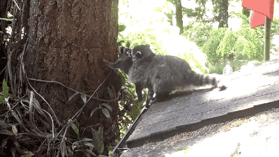 Porn gifsboom:  Video: Mother Raccoon Teaches photos