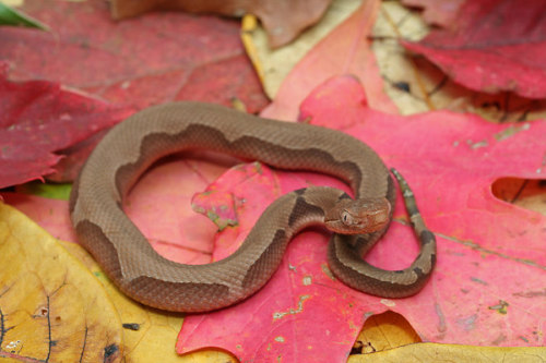 exotic-venom:Agkistrodon contortrix phaeogaster (Osage Copperhead): a neonate with an aberrant patte