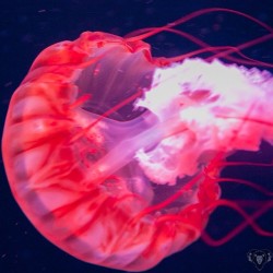 lionhas3heads:  #pacificseanettle #jellyfish