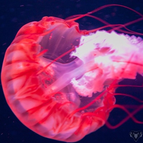 lionhas3heads:  #pacificseanettle #jellyfish adult photos