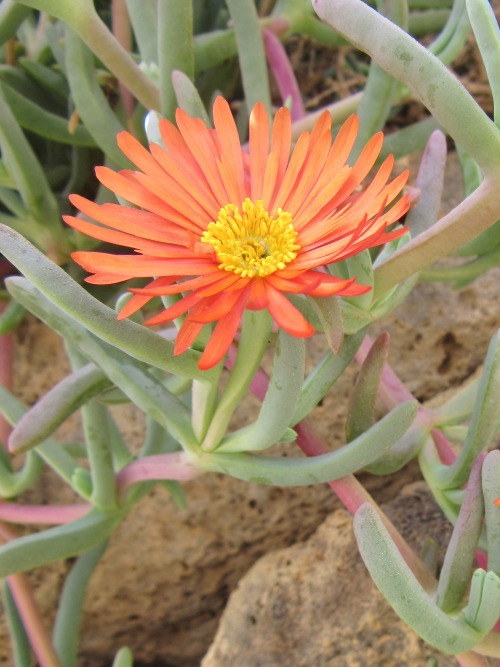 vwcampervan-aldridge:Succulent with Orange Flower growing in Sand dunes, Fuerteventura, Canary Islan