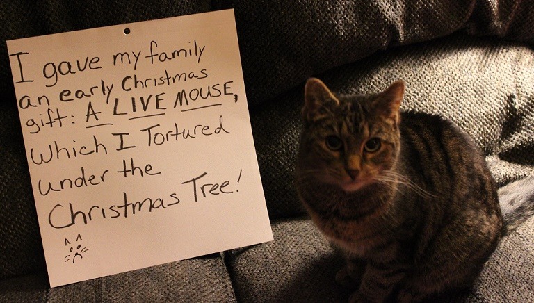 Cat-Shaming
