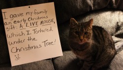 Cat-Shaming