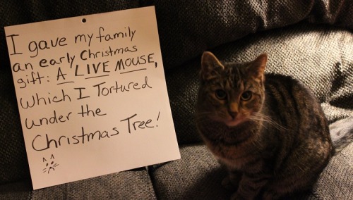 Porn photo Cat-Shaming