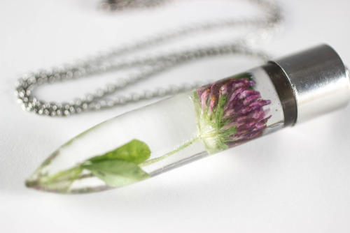 mossofthewoodsjewelry: Red Clover (Trifolium pratense)