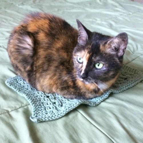 alien-sunset:Esmerelda approves of knit afghan pattern prototype one