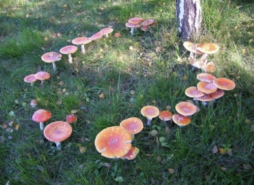 I Love Mushrooms