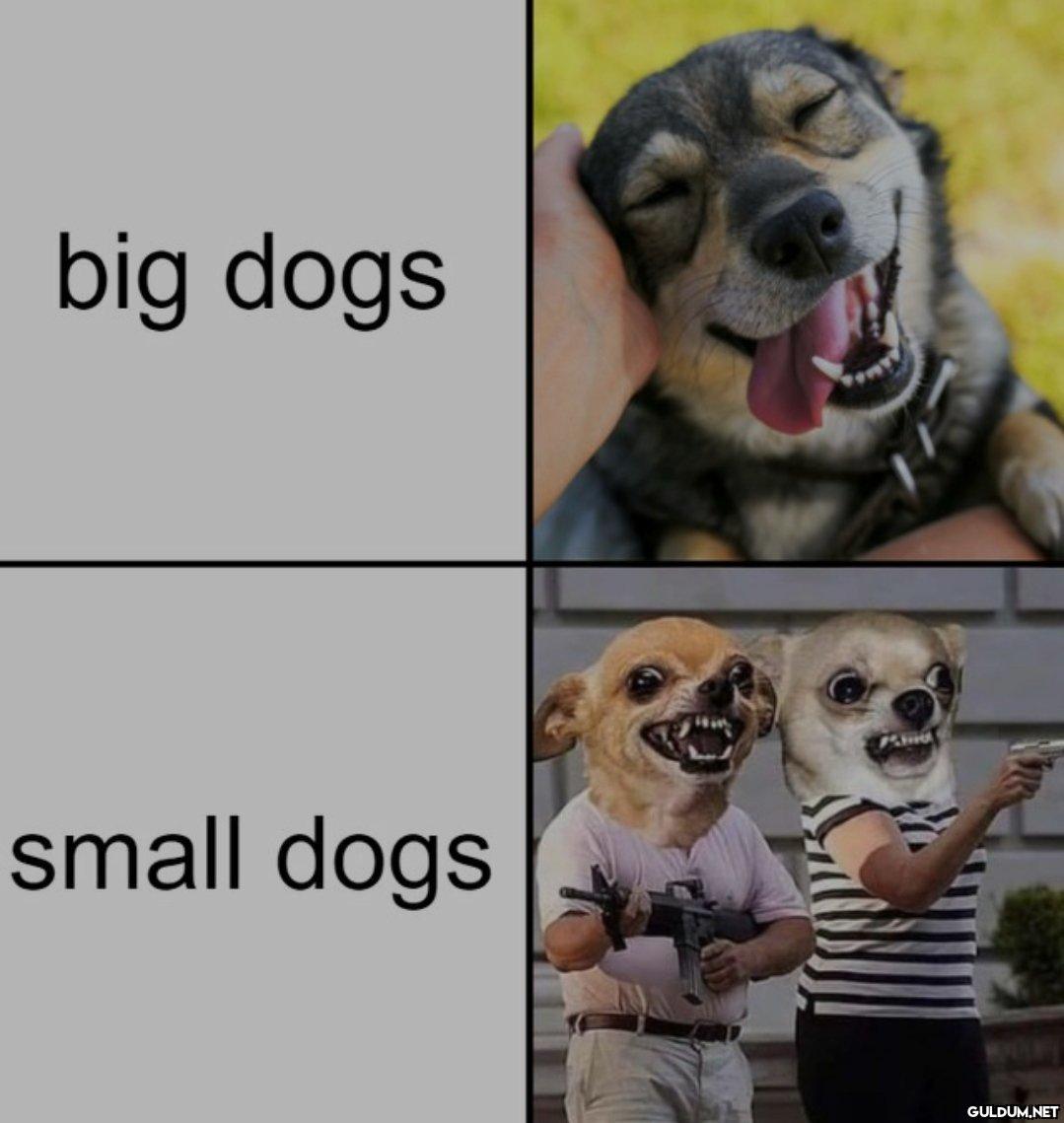 big dogs small dogs   Kaynak