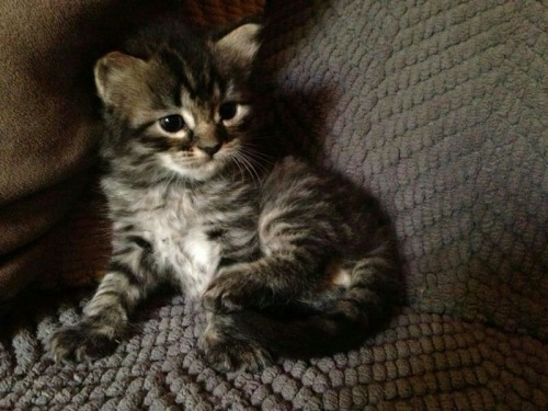 kittiesntitties.tumblr.com/post/60132652679/