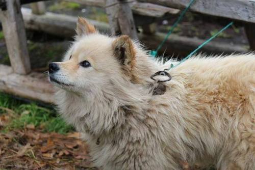 Photos are all from Nenets laika Ненецька лайкаThe Nenets herding laika is the landrace that Samoyed
