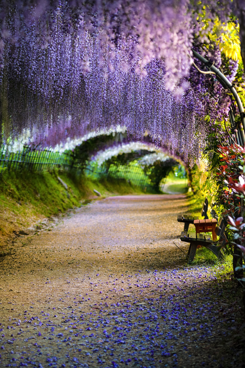 lifeisverybeautiful:  via 500px / Wisteria flower tunnel by Tristan W Che 
