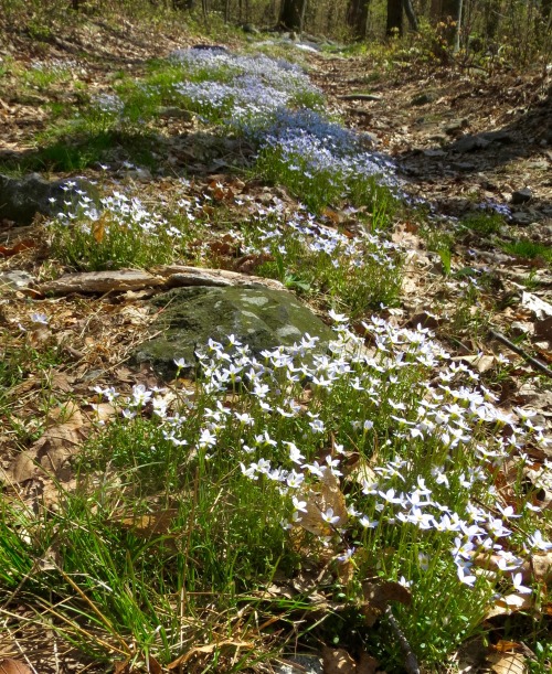 For the person who said they like bluets.
