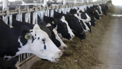 rtamerica:Use of antibiotics in cattle feed leads to airborne antibiotic-resistant bacteria – study  DNA from antibiotic-resistant bacteria is spreading from cattle  feedlots across the US through the air, a new study has found. The  report indicates