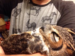 cjwhiteshizzle: THINK BEFORE YOU BUY POISON!!   I know none of you want to see this but something has to be done! Awareness and education are key!!!   A friend of mine found this great horned owl that had eaten a poisoned rodent and died a slow terrible