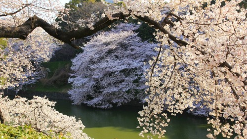 visitkyoto: todayintokyo:  Take a walk with me along Chidorigafuchi in Tokyo.   Kyoto comes usually a week after… 