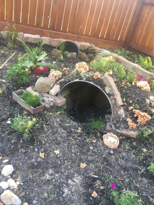 rajendragon:The outdoor enclosure I made for my 5 year old Sulcata tortoise, Tortellini. The plants 