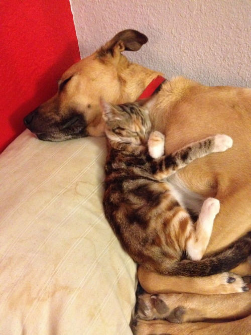 thatgirlwithalltheanimals: Kalani and Thor are ridiculously cute snuggle buddies. 