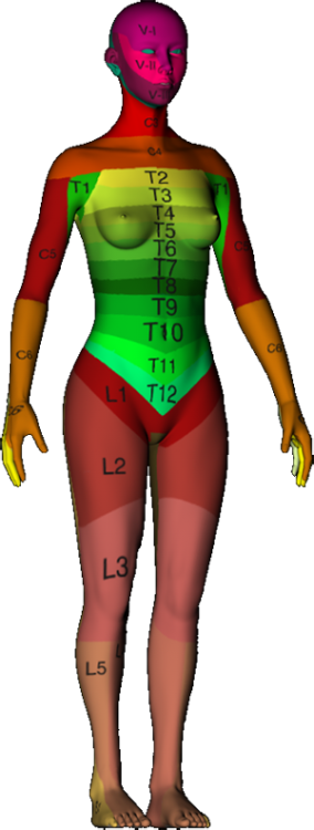 Lower Extremity Dermatomes Sexiz Pix