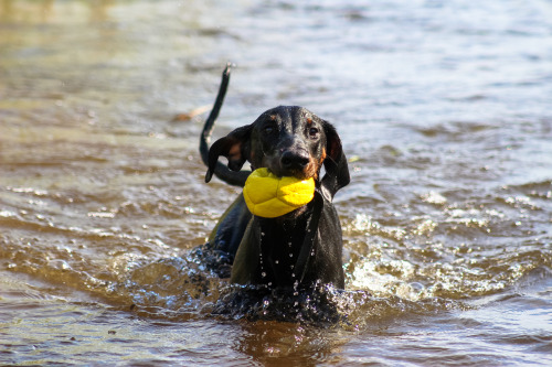 dobermann