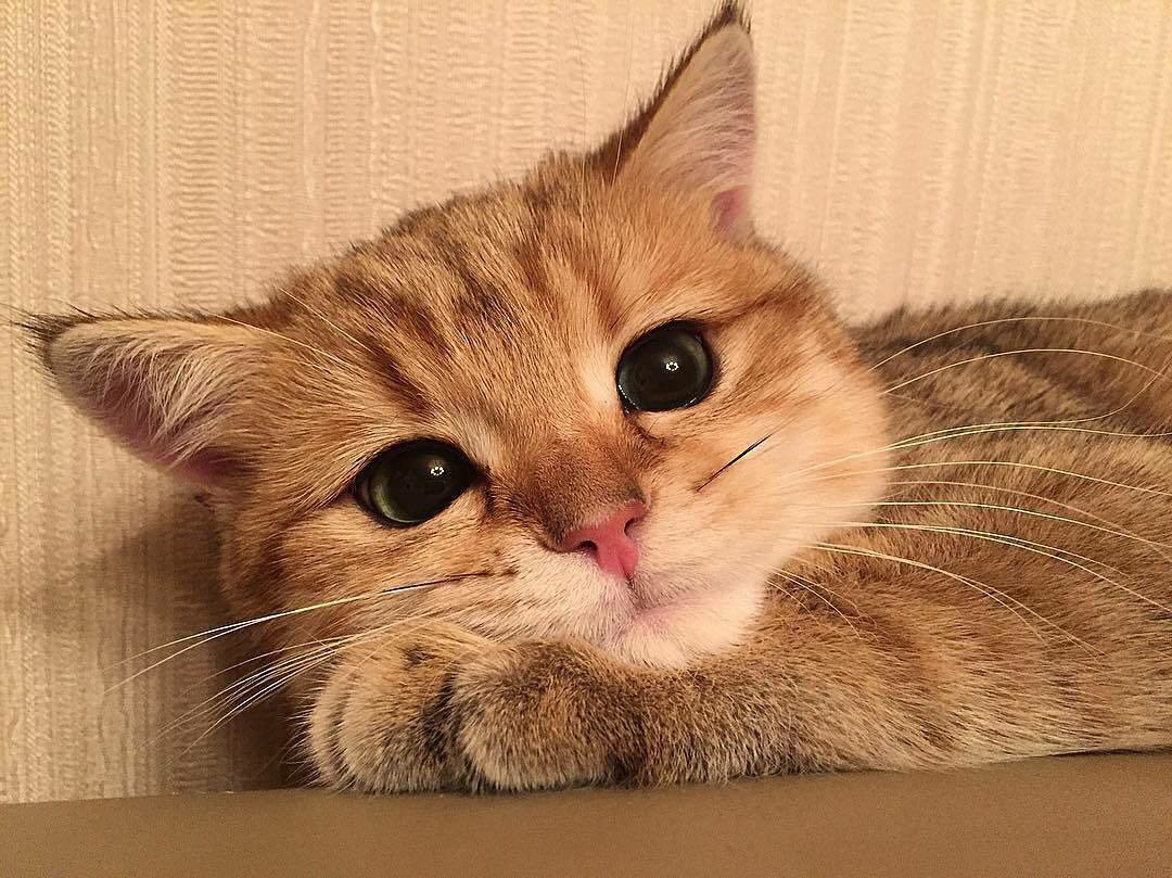 Cats