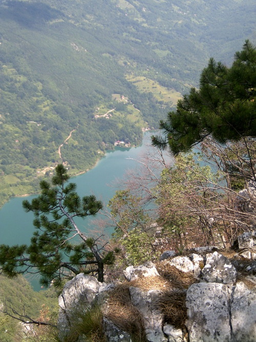 bezakonik:tara mountain // serbia 