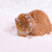 npt2910:雪が寒いけど、遊ぶのも楽しいにゃん😸