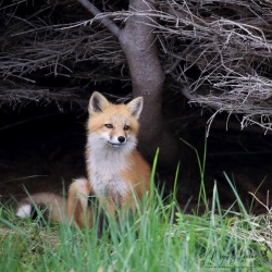 everythingfox:  cool fox
