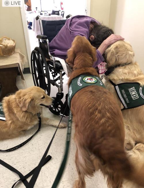Therapy Goldens at work.