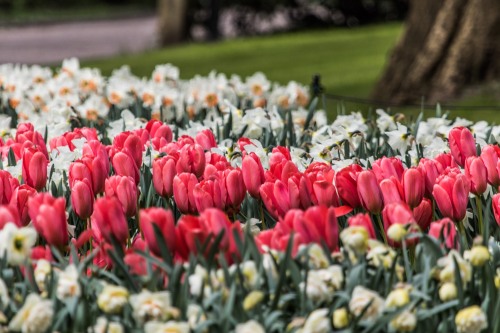 Keukenhof Gardens, Netherlands