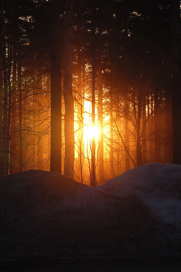 r2&ndash;d2:  Sunset in Forest By Zepeteus 
