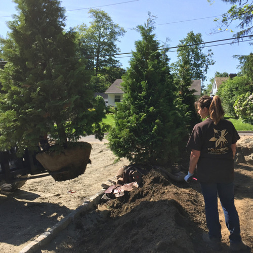 We’ve been placing and and planting large trees for screening a newly constructed townhouse th