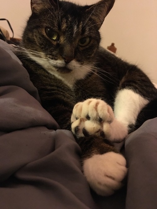 unflatteringcatselfies:  Feet? Stacked. Tongue? Out.  Pay attention people. This is how it’s done.   (her name is Fusa)
